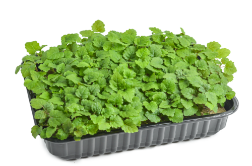 Мелисса лимонная