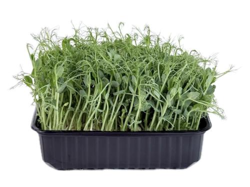 Горох кудрявый