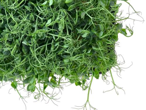 Горох кудрявый