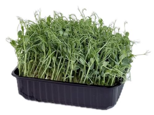 Горох кудрявый