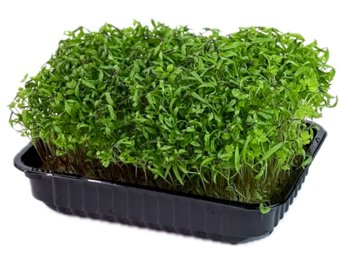 Кервель, итальянская петрушка