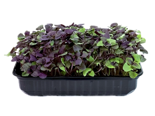 Базилик фиолетовый