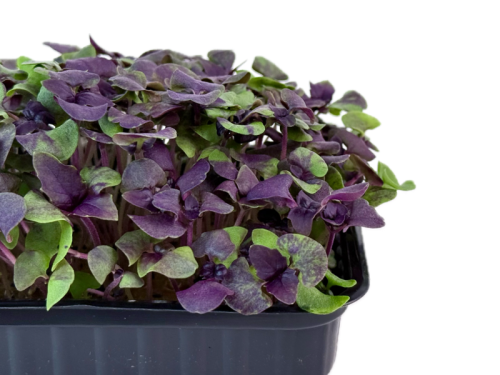 Базилик фиолетовый