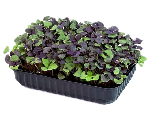 Базилик фиолетовый