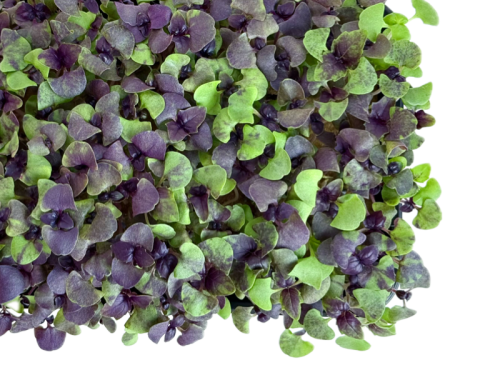 Базилик фиолетовый