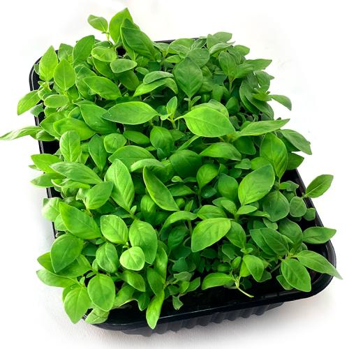 Базилик лимонный