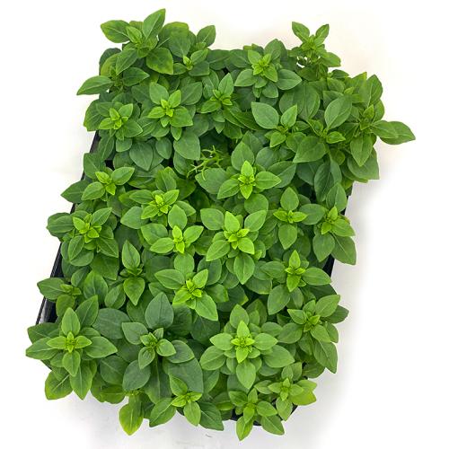 Базилик мелколистный