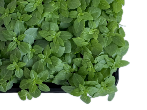 Базилик мелколистный