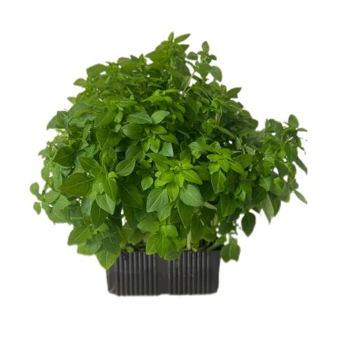 Базилик мелколистный