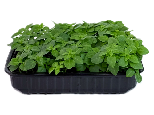 Базилик мелколистный