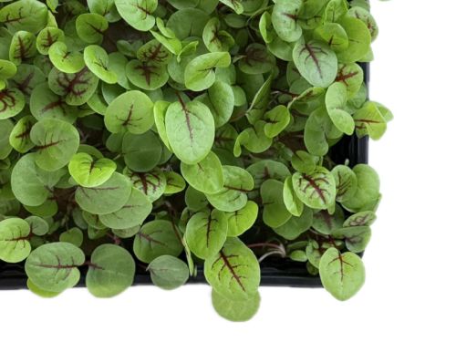 Щавель красножильный