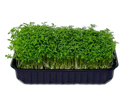 Кресс-салат