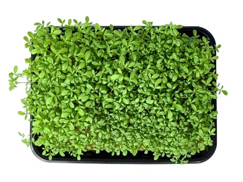 Кресс-салат