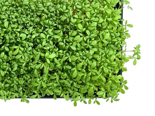 Кресс-салат