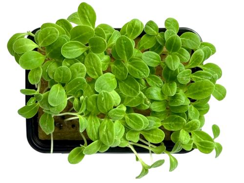 Шисо (перилла) зеленая