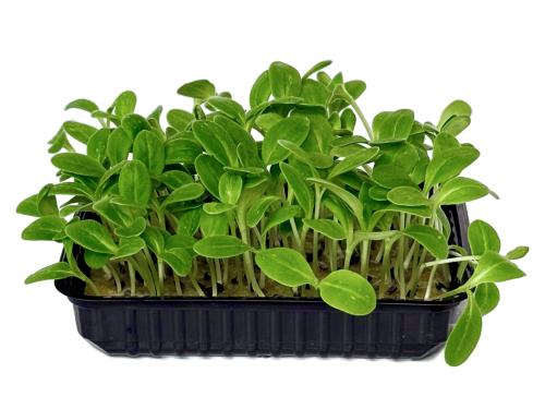 Шисо (перилла) зеленая