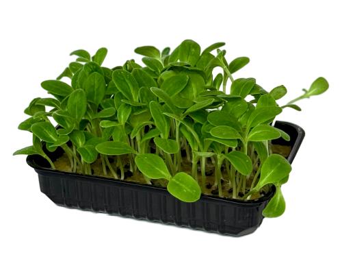 Шисо (перилла) зеленая