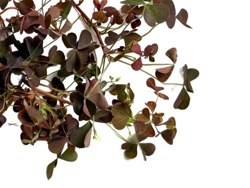 Кислица мелкая