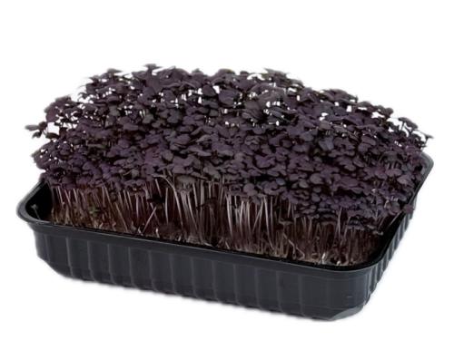 Горчица фиолетовая