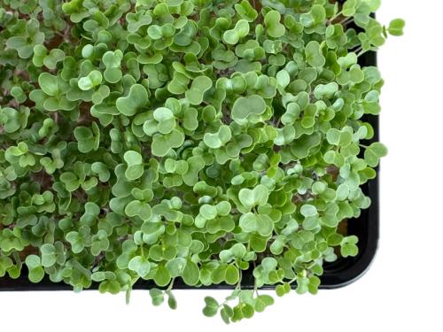 Горчица зеленая