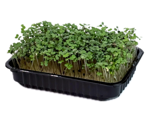 Горчица зеленая