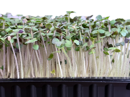 Горчица зеленая