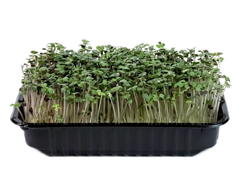 Горчица зеленая