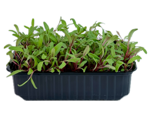 Мангольд красный