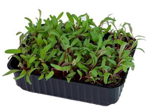 Мангольд красный