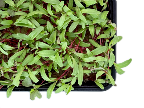 Мангольд красный