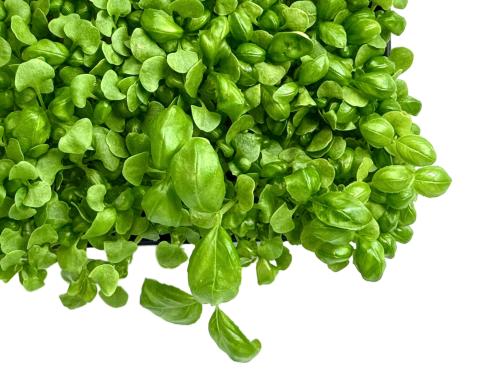 Базилик зеленый
