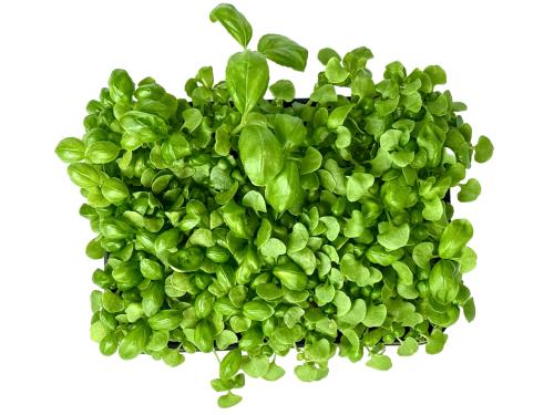 Базилик зеленый