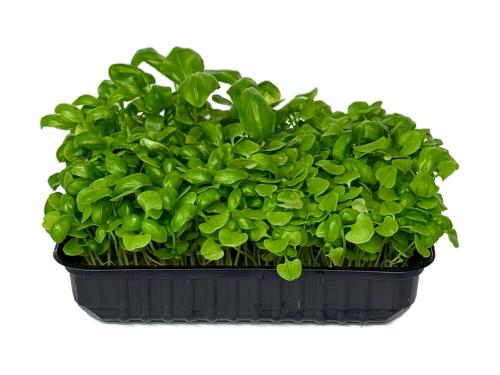 Базилик зеленый