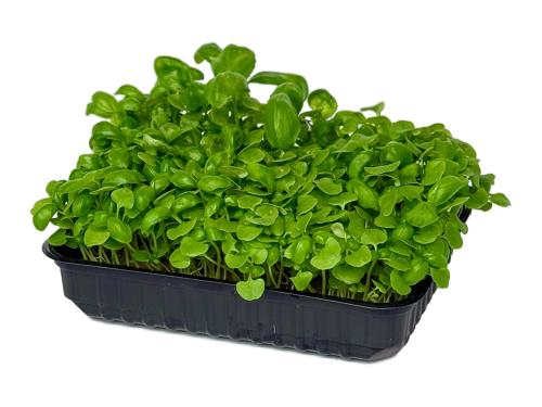 Базилик зеленый