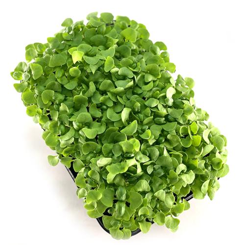 Базилик зеленый