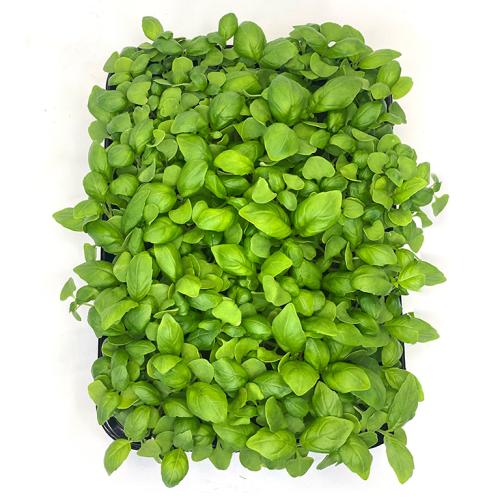 Базилик зеленый