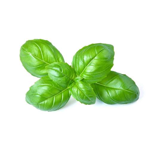 Базилик зеленый