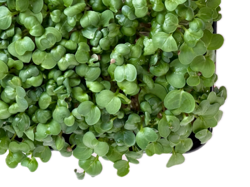 Кольраби зеленая