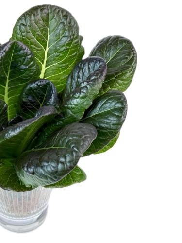 Салат ромейн красный