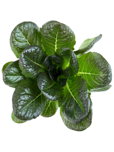 Салат ромейн красный