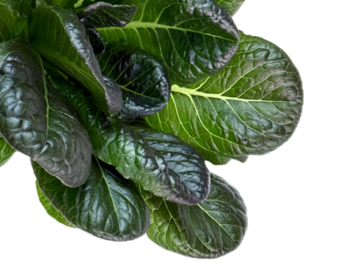 Салат ромейн красный