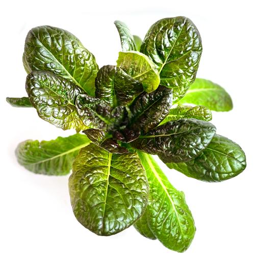 Салат ромейн красный