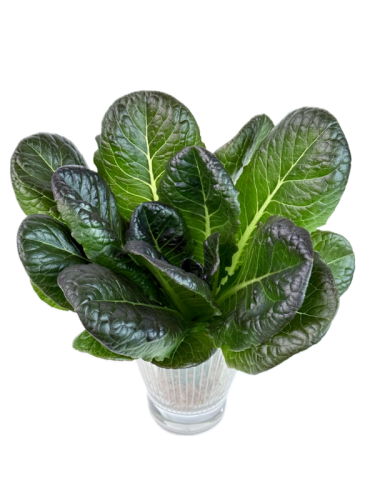 Салат ромейн красный