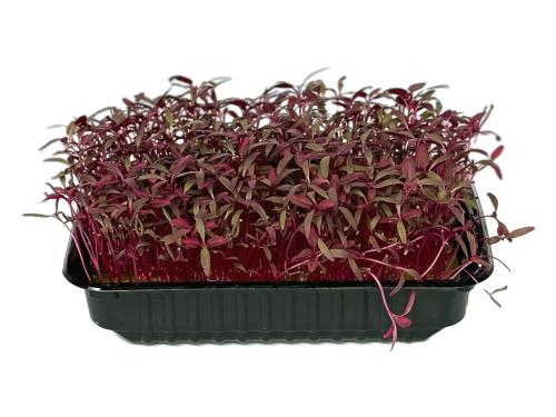 Амарант красный