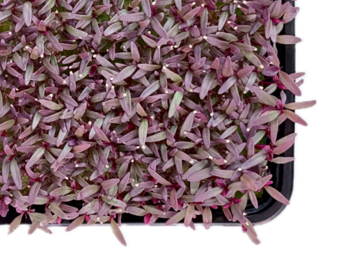 Амарант красный