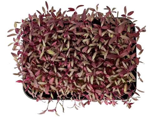 Амарант красный