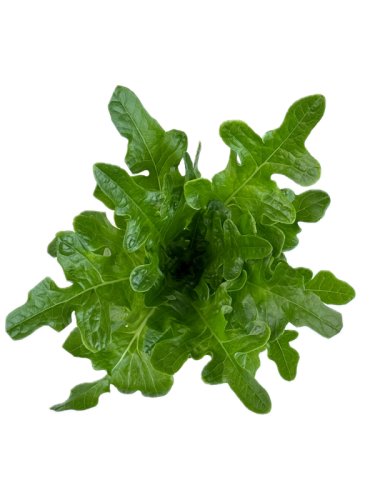 Салат Дуболистный зеленый