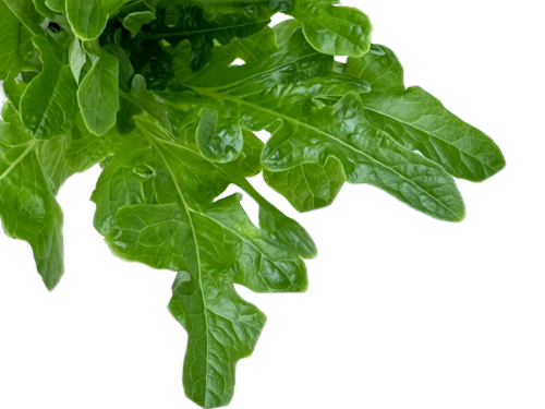 Салат Дуболистный зеленый