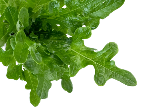 Салат Дуболистный зеленый