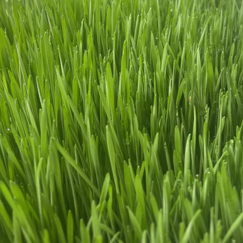 ВИТГРАСС 100% сок из ростков пшеницы